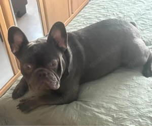 ein rüde sucht ein neues Zuhause