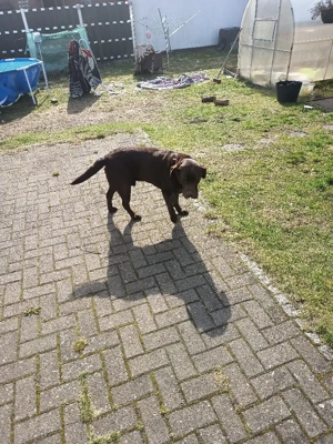 Labrador Rüde 