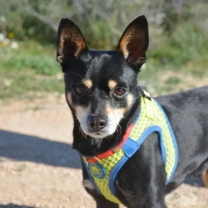 Fröhlicher Sonnenschein Nelson wartet auf seine Familie