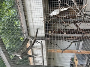 Nymphensittiche zu verkaufen