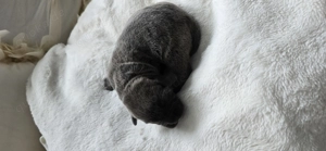 Canecorso  Rottweiler Welpen 