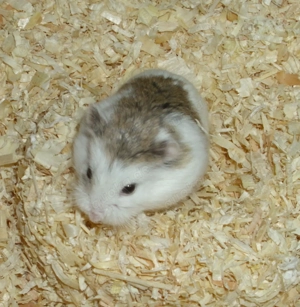 Roborowski Zwerghamster, 8 Wochen alt mit Becken + Zubehör, Hamster