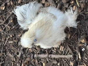 Seidenhuhn Zwergseidenhuhn Silkie Junghähne