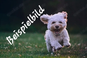 wir suchen ein Neues familienmitglied  