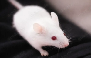 2 weibliche Farbmäuse zu verkaufen