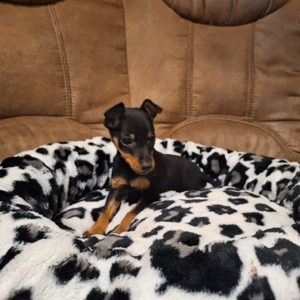 zwergpinscher 