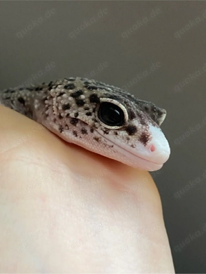 leopardgecko Ms Eclipse patty stripe 