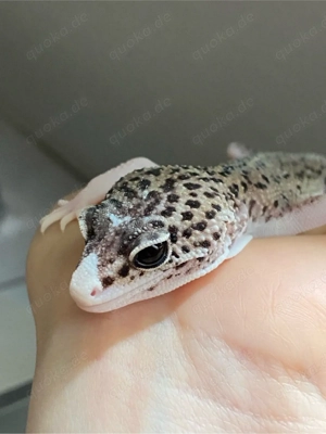 leopardgecko Ms Eclipse patty stripe  Bild 2