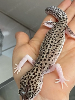 leopardgecko Ms Eclipse patty stripe  Bild 3