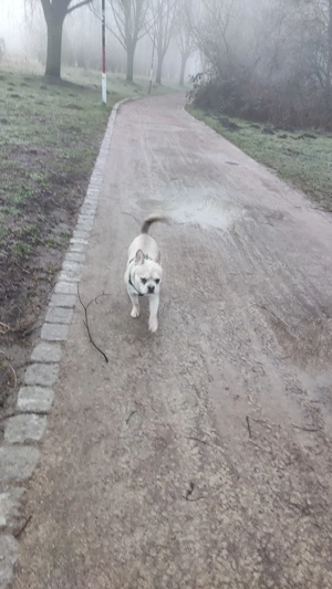 Altanativ Französische Bulldogge Husky Rüde sucht dringend ein neues Zuhause 