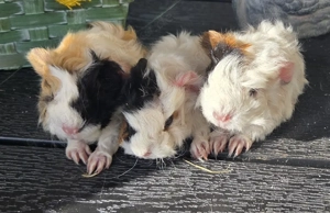 Meerschweinchen Lunkarya Babys