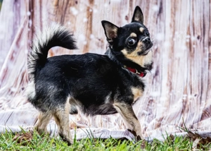 Dobby Chi - 5 Jahre - Chihuahua - Tierhilfe Franken e.V. Bild 3