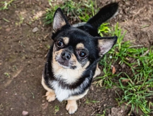 Dobby Chi - 5 Jahre - Chihuahua - Tierhilfe Franken e.V. Bild 9