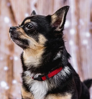 Dobby Chi - 5 Jahre - Chihuahua - Tierhilfe Franken e.V. Bild 7