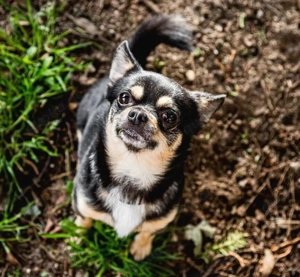Dobby Chi - 5 Jahre - Chihuahua - Tierhilfe Franken e.V. Bild 10