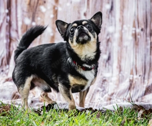 Dobby Chi - 5 Jahre - Chihuahua - Tierhilfe Franken e.V. Bild 5