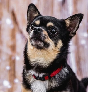 Dobby Chi - 5 Jahre - Chihuahua - Tierhilfe Franken e.V. Bild 6