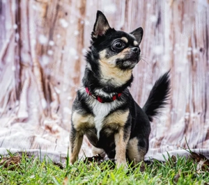 Dobby Chi - 5 Jahre - Chihuahua - Tierhilfe Franken e.V. Bild 4