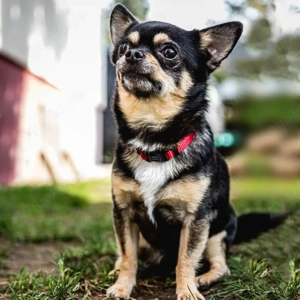 Dobby Chi - 5 Jahre - Chihuahua - Tierhilfe Franken e.V.