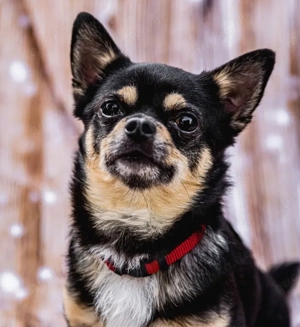 Dobby Chi - 5 Jahre - Chihuahua - Tierhilfe Franken e.V.