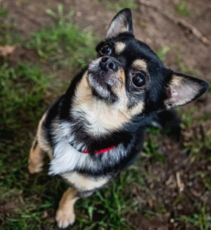 Dobby Chi - 5 Jahre - Chihuahua - Tierhilfe Franken e.V. Bild 8