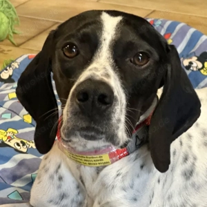 Agathi - 3 Jahre - Pointer - Tierhilfe Franken e.V.