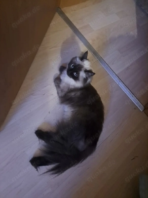 Blh- Mix mit blauen Augen sucht neues Zuhause 