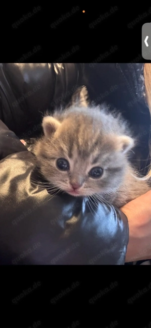 katzenbabys abzugeben 