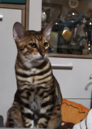Reinrassige Toyger Kitten (mit Stammbaum) Bild 10