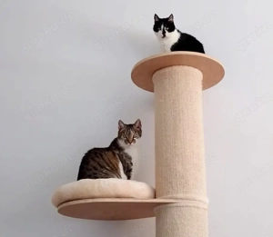 Leo und Mausi - 9 und 6 Jahre - europäische Kurzhaarkatzen - Tierhilfe Franken e.V.