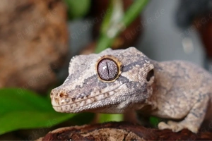 exo terra Terrarium Gecko Höckerkopfgecko