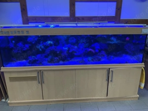 Meerwasseraquarium Auflösung