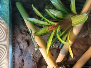 Biete 0.0.2 Phelsuma ornata