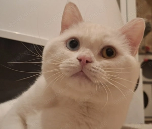 BKH Deckkater mit Erfahrung 