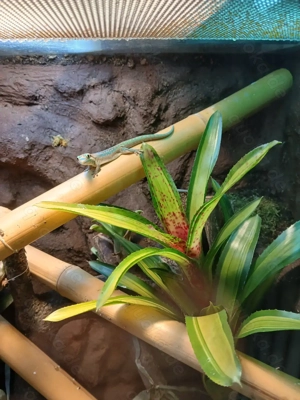 Biete 0.0.2 Phelsuma ornata