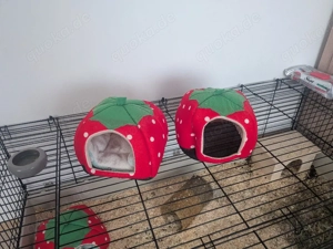 Meerschweinchen mädels 