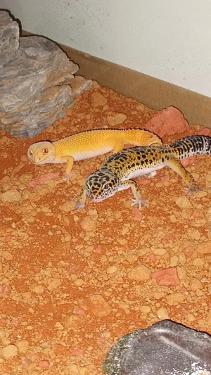 Leopardgecko