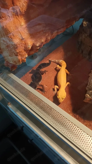 Leopardgecko