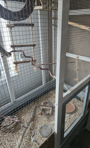 Käfige  Voliere  Bild 4