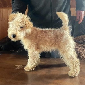 Lakeland Terrier Welpen abzugeben!