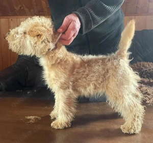 Lakeland Terrier Welpen abzugeben! Bild 2