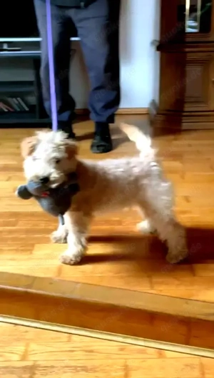 Lakeland Terrier Welpen abzugeben! Bild 3