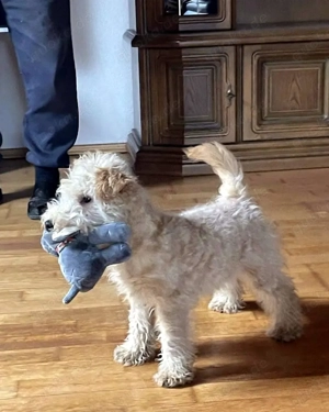 Lakeland Terrier Welpen abzugeben! Bild 4