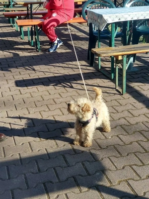 Lakeland Terrier Welpen abzugeben! Bild 5