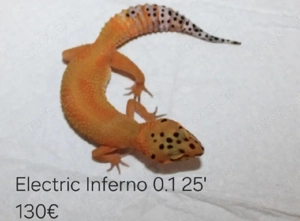 Eublepharis macularius Leopardgecko Weibchen 0.1