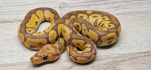 Clown Ultramel Königspython Python regius