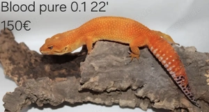 Eublepharis macularius Leopardgecko Männchen Weibchen 