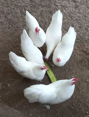 Bruteier Hühner der Rasse Zwerg Dresdner weiß 