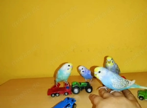 Vier handzahme Wellensittiche   11 Monate, sehr zahm, verspielt und menschenlieb