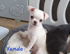 Chihuahua Welpen aus Vereinszucht !!